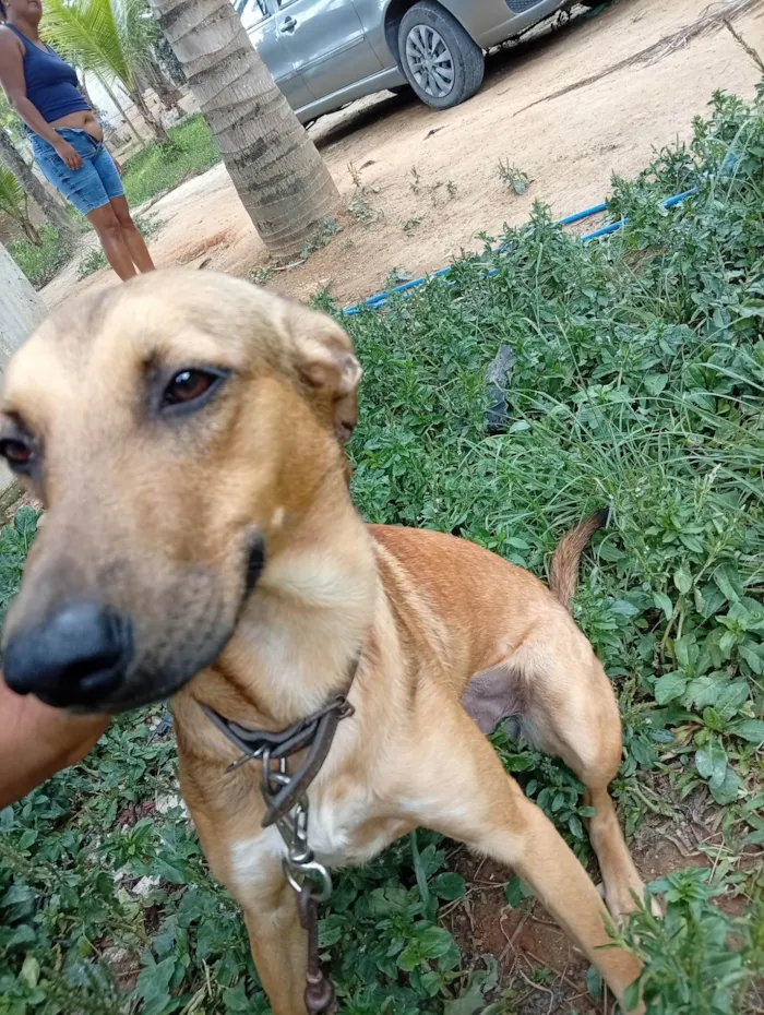 Cachorro ra a SRD-ViraLata idade 7 a 11 meses nome Hama