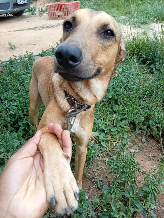 Cachorro ra a SRD-ViraLata idade 7 a 11 meses nome Hama