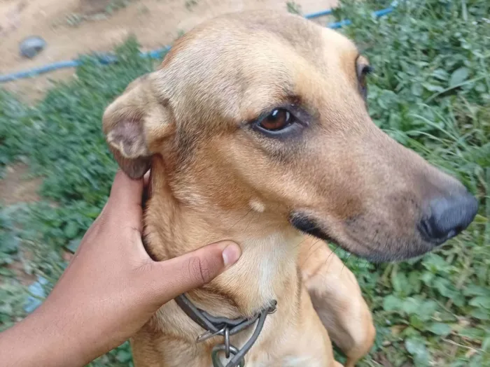 Cachorro ra a SRD-ViraLata idade 7 a 11 meses nome Hama