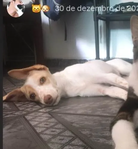 Cachorro ra a SRD-ViraLata idade 4 anos nome Mel