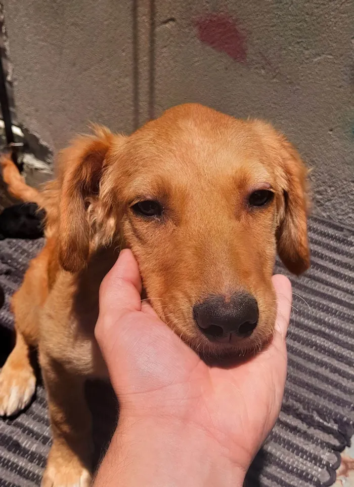 Cachorro ra a SRD-ViraLata idade 2 a 6 meses nome Sky