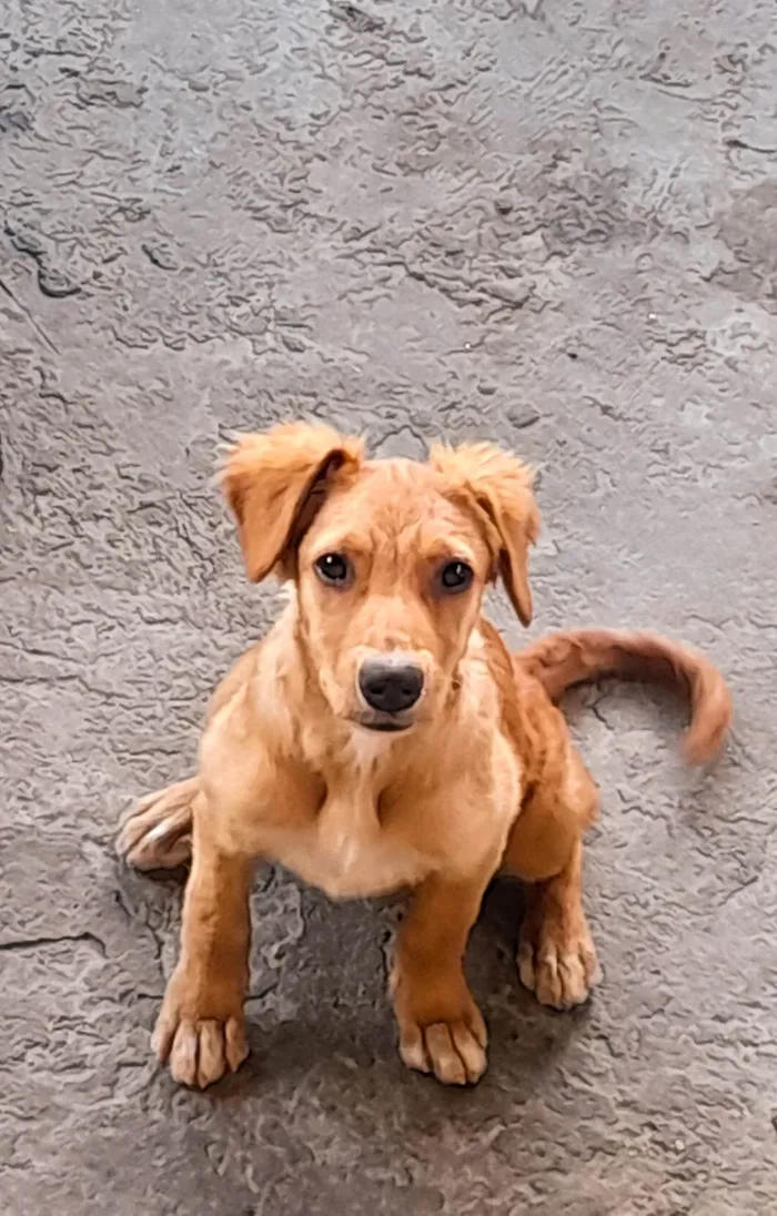 Cachorro ra a SRD-ViraLata idade 2 a 6 meses nome Sky