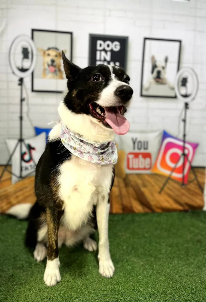 Cachorro ra a SRD-ViraLata idade 3 anos nome Floquinho