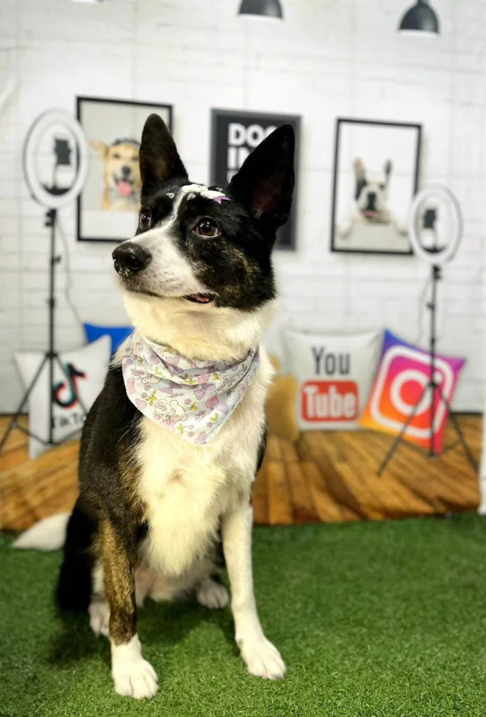 Cachorro ra a SRD-ViraLata idade 3 anos nome Floquinho