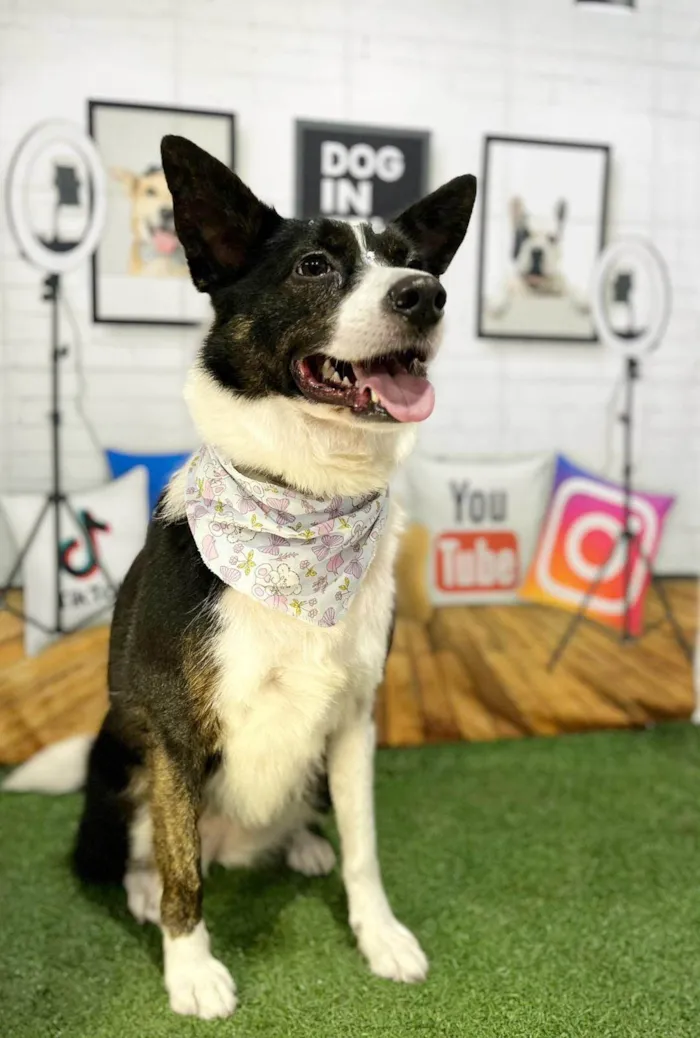 Cachorro ra a SRD-ViraLata idade 3 anos nome Floquinho