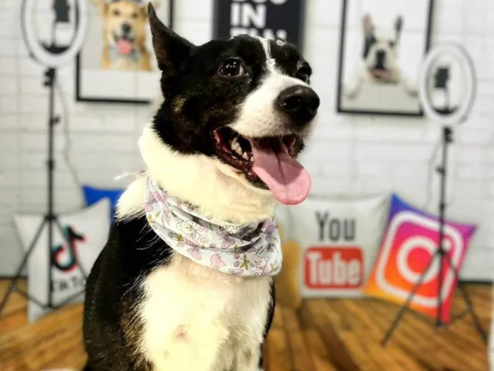 Cachorro ra a SRD-ViraLata idade 3 anos nome Floquinho