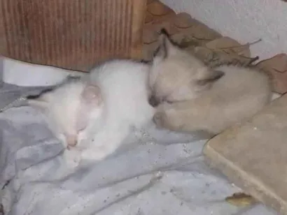 Gato raça SRD-ViraLata idade Abaixo de 2 meses nome Estão sem nomes, são nenéns 