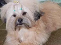 Cachorro raça Shitzu idade 7 a 11 meses nome Zeus 