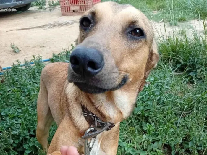 Cachorro ra a SRD-ViraLata idade 7 a 11 meses nome Hama