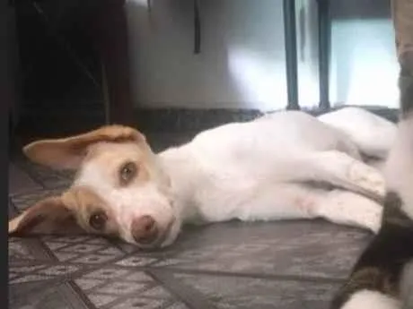 Cachorro ra a SRD-ViraLata idade 4 anos nome Mel