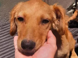 Cachorro raça SRD-ViraLata idade 2 a 6 meses nome Sky