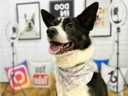 Cachorro raça SRD-ViraLata idade 3 anos nome Floquinho