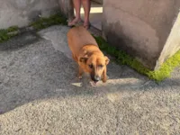 Cachorro raça SRD-ViraLata idade 4 anos nome Scooby 