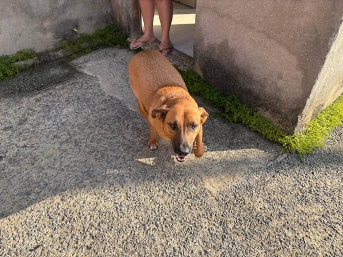 Cachorro ra a SRD-ViraLata idade 4 anos nome Scooby 