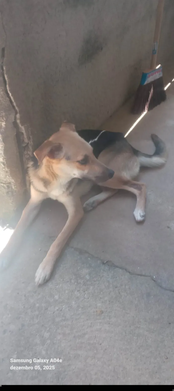 Cachorro ra a SRD-ViraLata idade 2 anos nome Bob