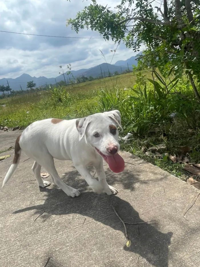 Cachorro ra a Pit-Bull idade 2 a 6 meses nome Apollo