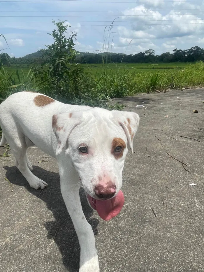 Cachorro ra a Pit-Bull idade 2 a 6 meses nome Apollo
