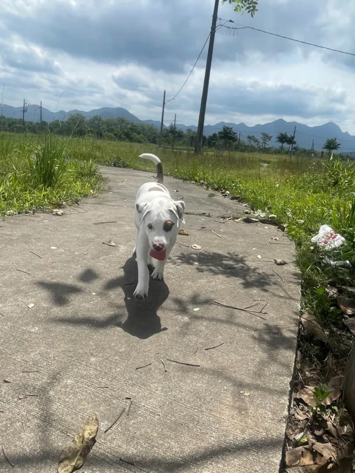 Cachorro ra a Pit-Bull idade 2 a 6 meses nome Apollo
