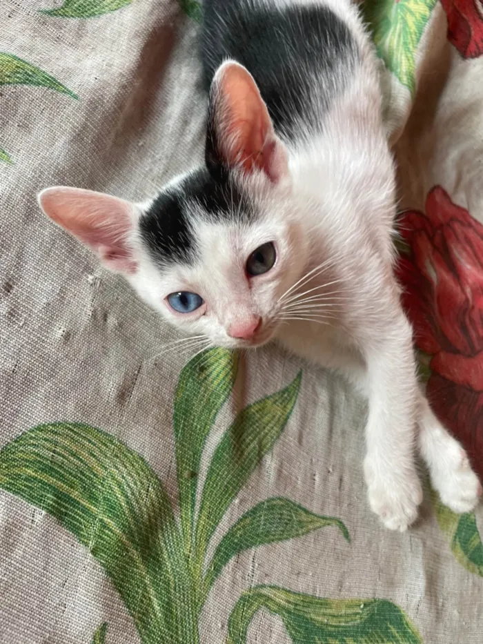 Gato raça SRD-ViraLata idade 2 a 6 meses nome Não tem 