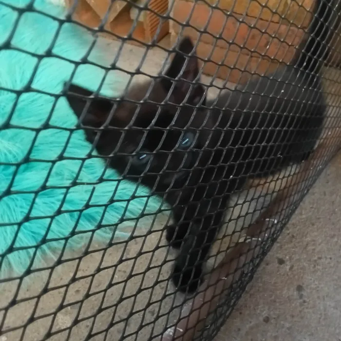 Gato ra a SRD-ViraLata idade Abaixo de 2 meses nome Filhote 