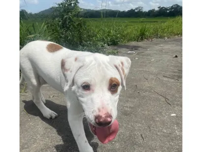 Cachorro raça Pit-Bull idade 2 a 6 meses nome Apollo