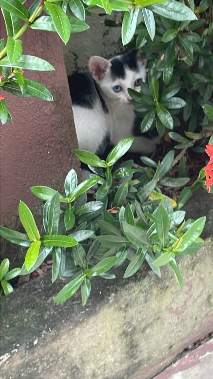 Gato raça SRD-ViraLata idade 2 a 6 meses nome Não tem 