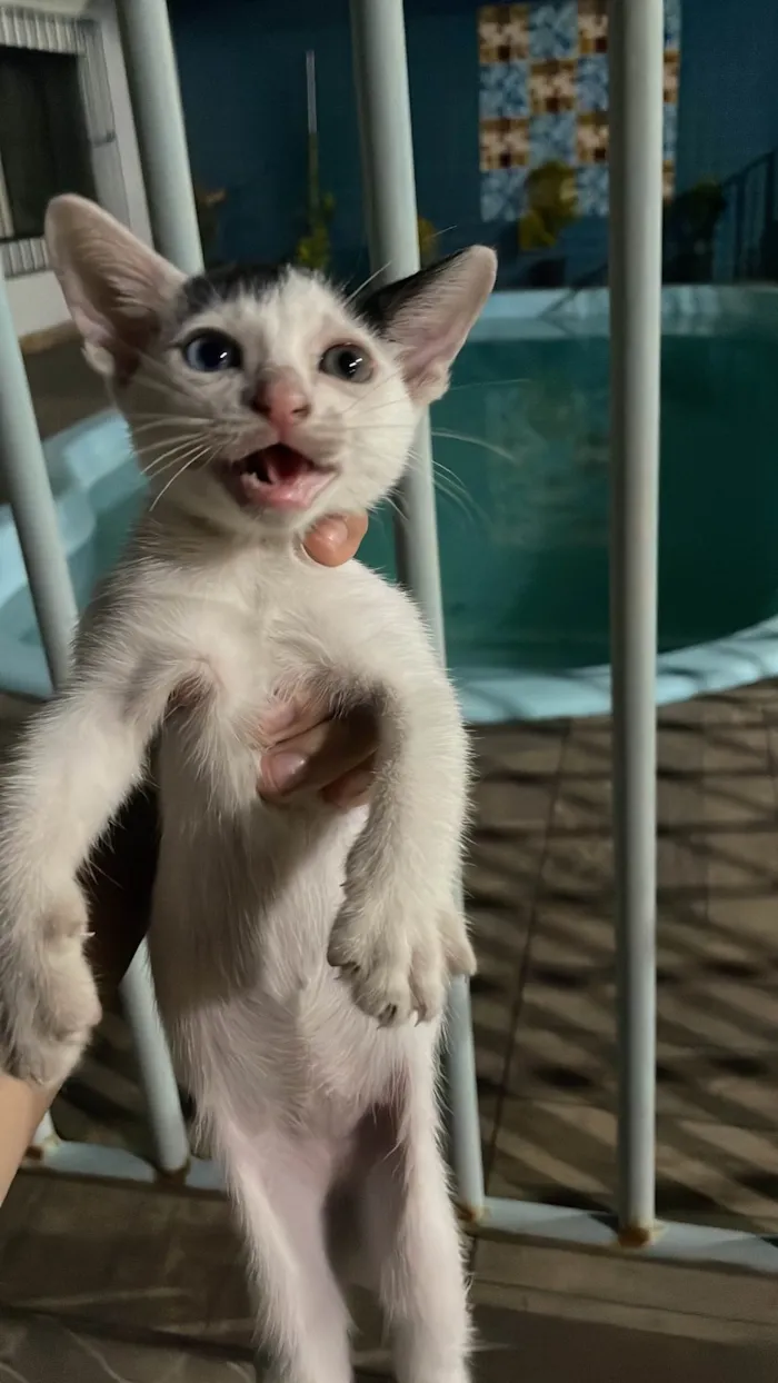 Gato raça SRD-ViraLata idade 2 a 6 meses nome Não tem 