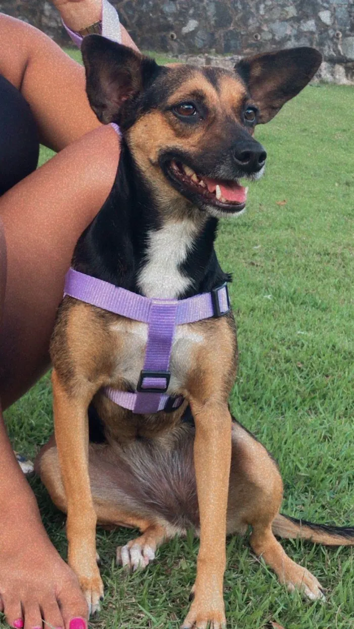 Cachorro ra a SRD-ViraLata idade 6 ou mais anos nome Pipoca