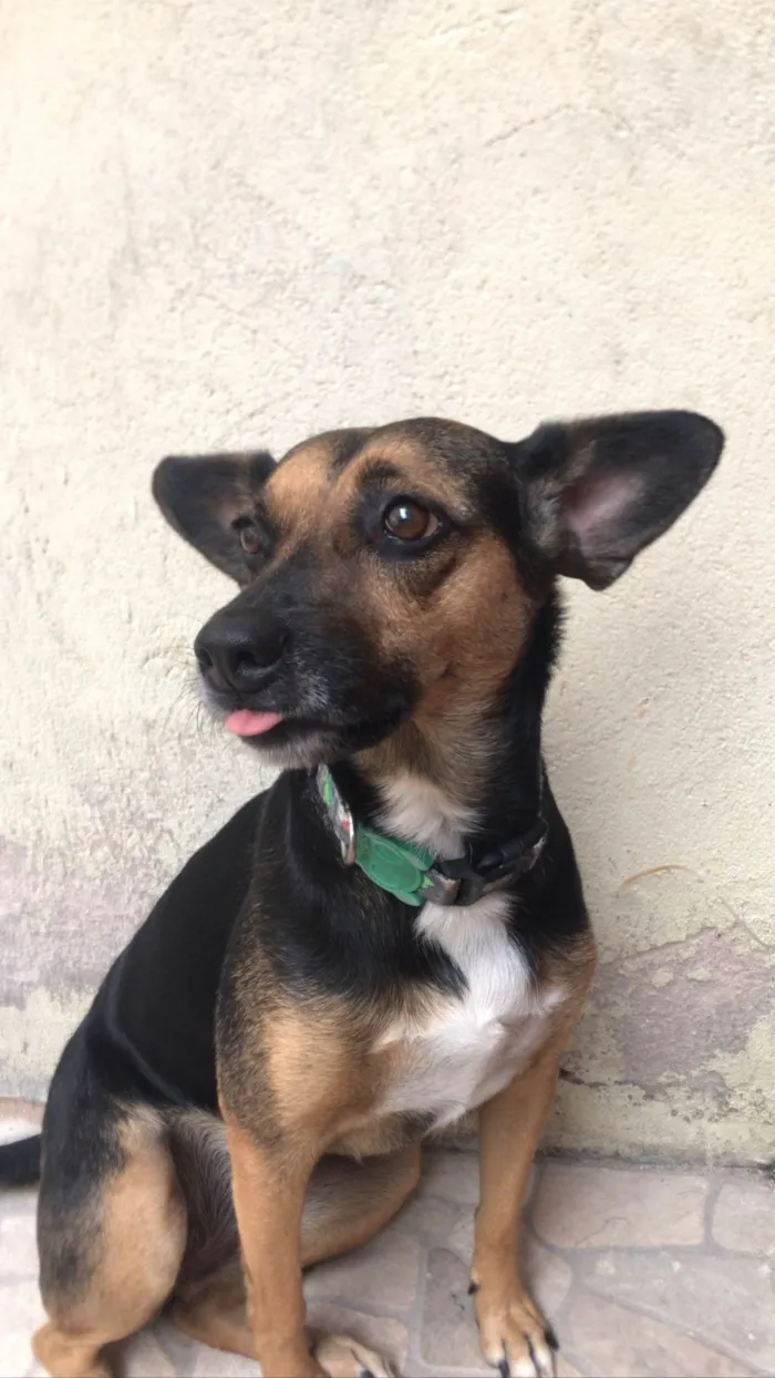 Cachorro ra a SRD-ViraLata idade 6 ou mais anos nome Pipoca