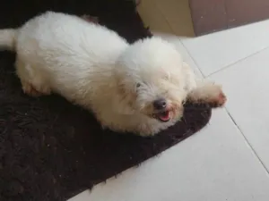 Cachorro raça Poodle idade 5 anos nome Pipoca