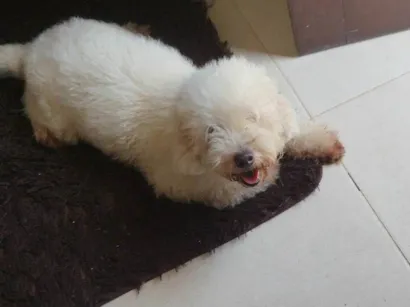 Cachorro raça Poodle idade 5 anos nome Pipoca