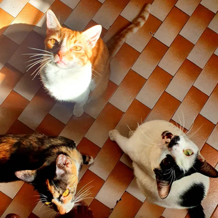 Gato ra a SRD-ViraLata idade 3 anos nome Duque, Tofu e Tequila