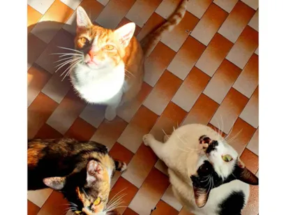 Gato raça SRD-ViraLata idade 3 anos nome Duque, Tofu e Tequila