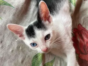 Gato raça SRD-ViraLata idade 2 a 6 meses nome Não tem 