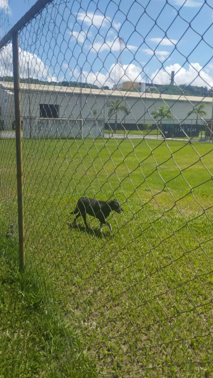 Cachorro ra a SRD-ViraLata idade 3 anos nome Pretinha