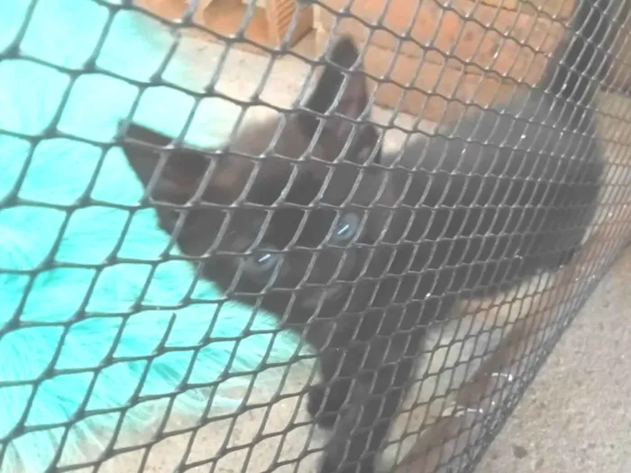 Gato ra a SRD-ViraLata idade Abaixo de 2 meses nome Filhote 