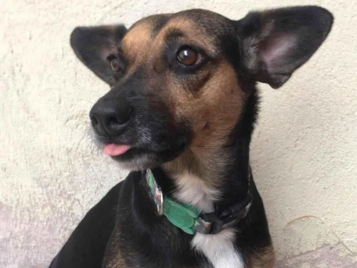 Cachorro ra a SRD-ViraLata idade 6 ou mais anos nome Pipoca