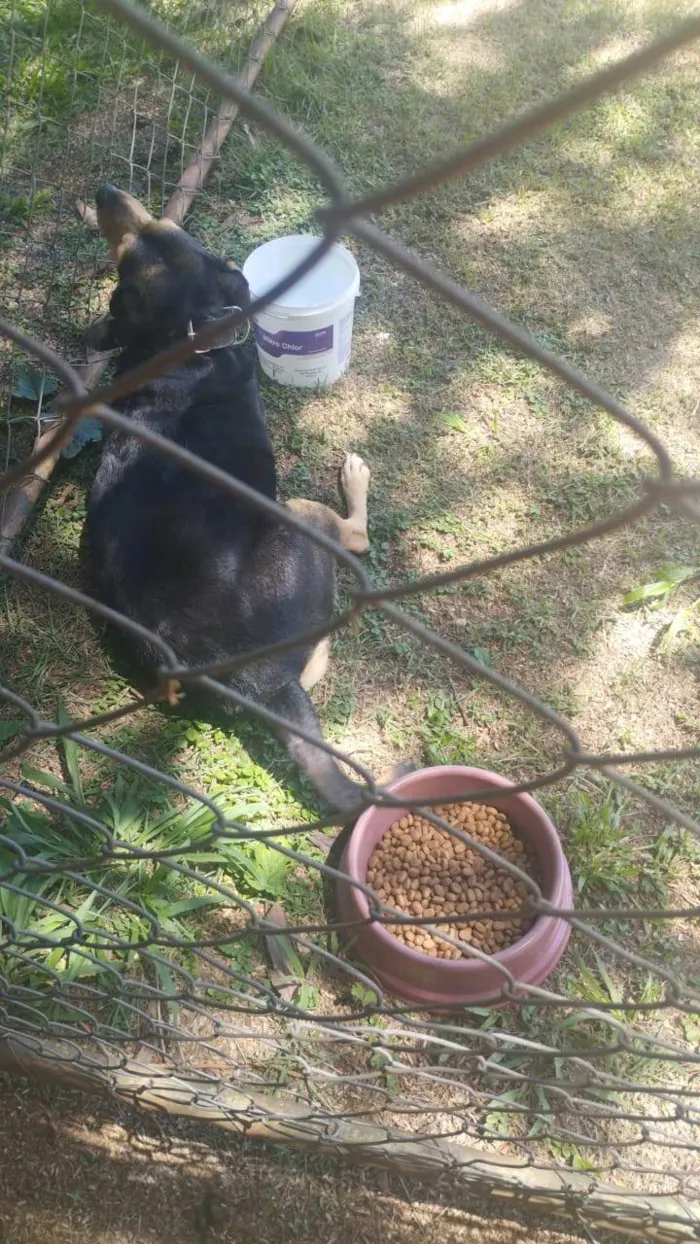 Cachorro ra a SRD-ViraLata idade 2 anos nome Gorda
