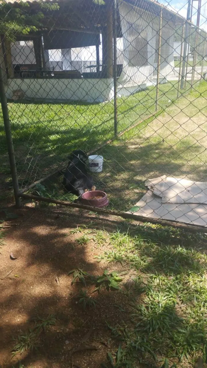 Cachorro ra a SRD-ViraLata idade 2 anos nome Gorda