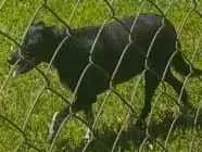 Cachorro ra a SRD-ViraLata idade 3 anos nome Pretinha