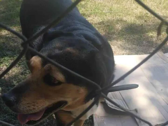 Cachorro ra a SRD-ViraLata idade 2 anos nome Gorda