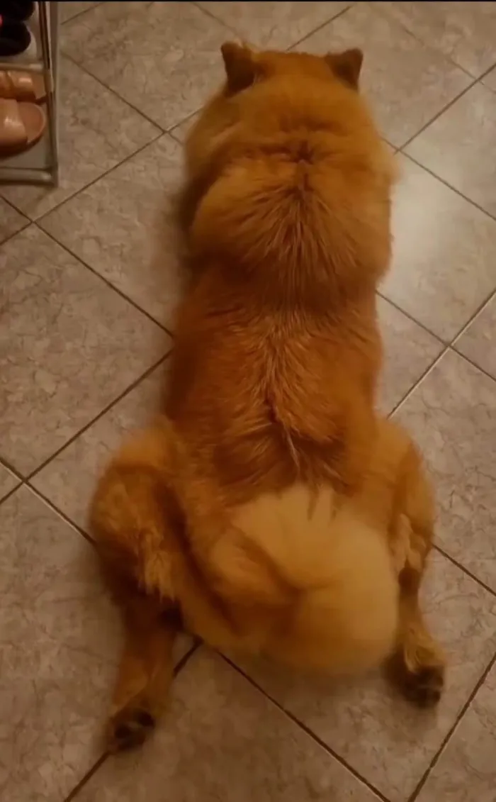 Cachorro ra a Chow Chow idade 6 ou mais anos nome Stefany Forte Machado