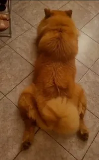 Stefany Forte Machado