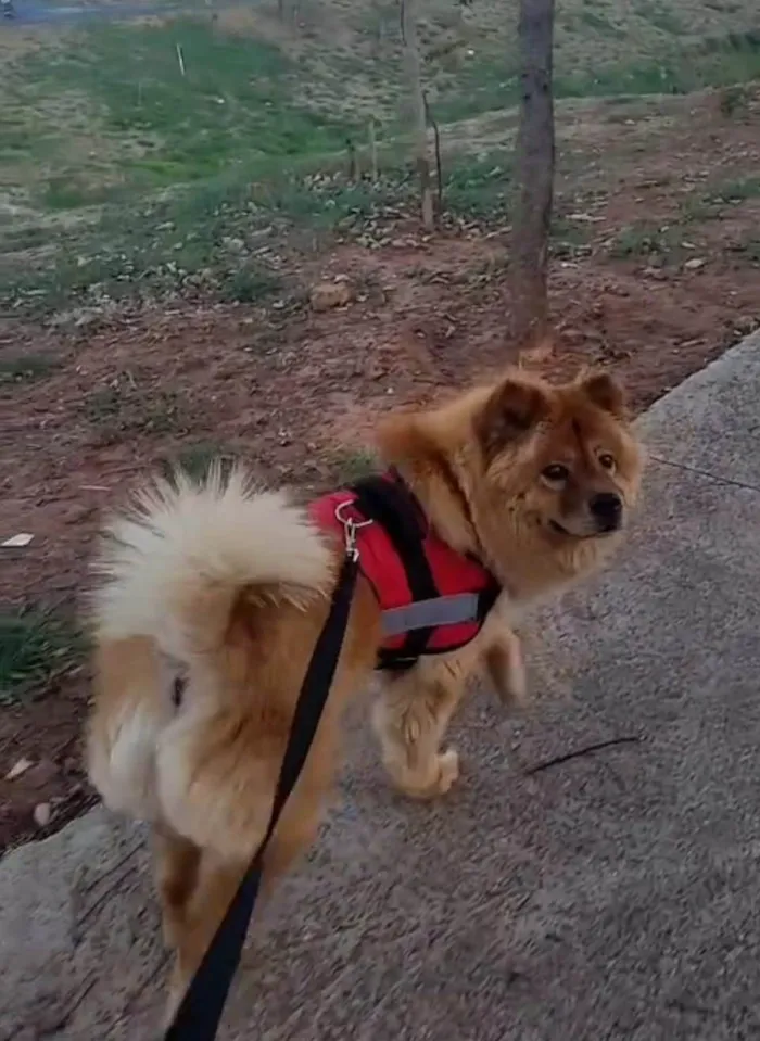 Cachorro ra a Chow Chow idade 6 ou mais anos nome Stefany Forte Machado