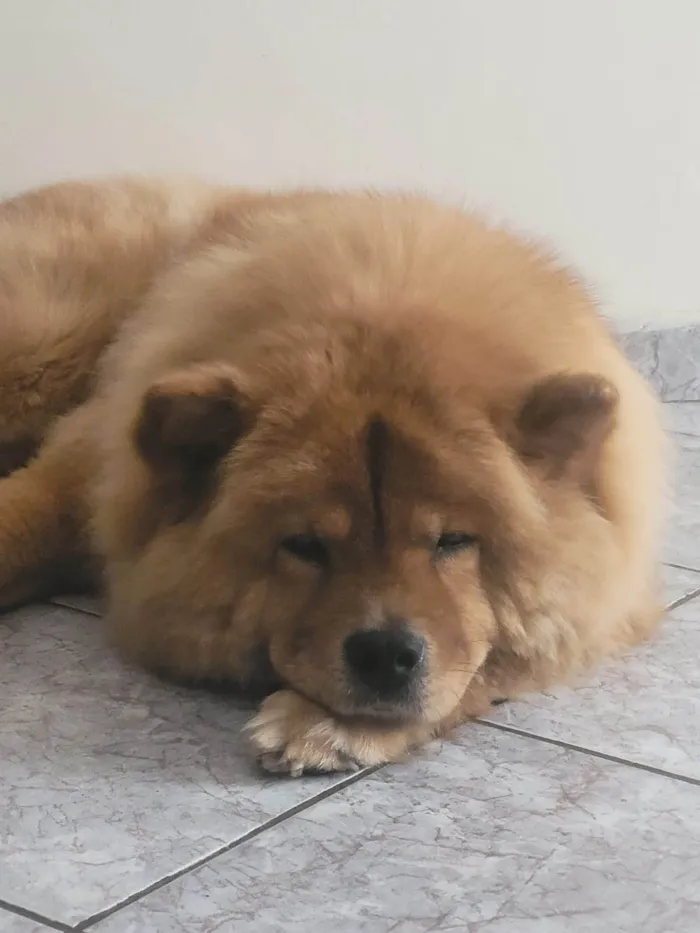 Cachorro ra a Chow Chow idade 6 ou mais anos nome Stefany Forte Machado