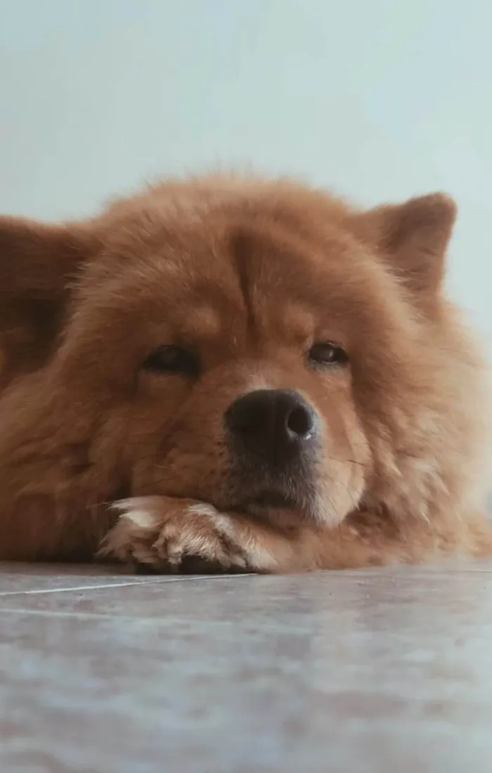 Cachorro ra a Chow Chow idade 6 ou mais anos nome Stefany Forte Machado