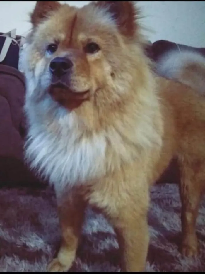 Cachorro ra a Chow Chow idade 6 ou mais anos nome Stefany Forte Machado