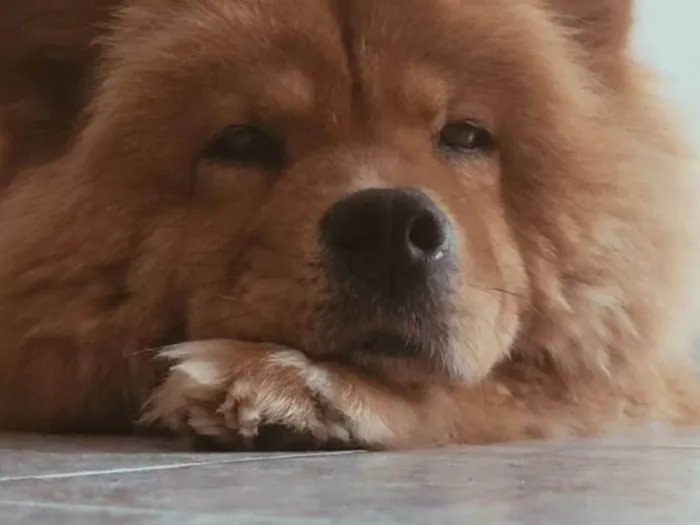 Cachorro ra a Chow Chow idade 6 ou mais anos nome Stefany Forte Machado