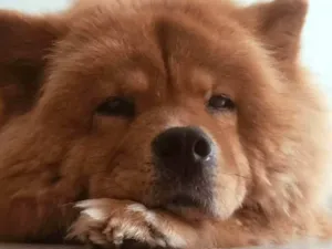 Cachorro raça Chow Chow idade 6 ou mais anos nome Stefany Forte Machado