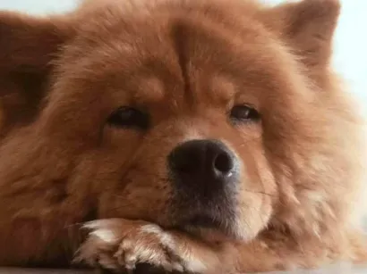 Cachorro raça Chow Chow idade 6 ou mais anos nome Stefany Forte Machado